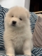 Ogłoszenie - Samoyed Samojed FCI / ZKwP szczeniak do odbioru po 10 grudnia. Miniaturka 7