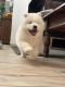 Ogłoszenie - Samoyed Samojed FCI / ZKwP szczeniak do odbioru po 10 grudnia. Miniaturka 2