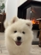 Ogłoszenie - Samoyed Samojed FCI / ZKwP szczeniak do odbioru po 10 grudnia. Miniaturka 5