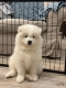 Ogłoszenie - Samoyed Samojed FCI / ZKwP szczeniak do odbioru po 10 grudnia. Miniaturka 1
