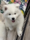 Ogłoszenie - Samoyed Samojed FCI / ZKwP szczeniak do odbioru po 10 grudnia. Miniaturka 4