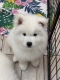 Ogłoszenie - Samoyed Samojed FCI / ZKwP szczeniak do odbioru po 10 grudnia. Miniaturka 3