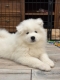 Ogłoszenie - Samoyed Samojed FCI / ZKwP szczeniak do odbioru po 10 grudnia. Miniaturka 6