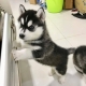Ogłoszenie - Słodkie szczenięta rasy husky syberyjski. Napisz do nas na WhatsApp: +447490124950. Miniaturka 2