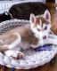 Ogłoszenie - Słodkie szczenięta rasy husky syberyjski. Napisz do nas na WhatsApp: +447490124950. Miniaturka 3