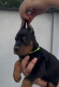 Ogłoszenie - Doberman – szczenięta na sprzedaż. Miniaturka 2