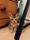 Ogłoszenie - Oferujemy kocięta rasy Savannah od F1 do F4. Napisz do nas na WhatsApp: +447490124950. Miniaturka 2