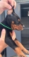 Ogłoszenie - Doberman – szczenięta na sprzedaż. Miniaturka 9