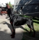 Ogłoszenie - Doberman – szczenięta na sprzedaż. Miniaturka 3