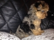 Ogłoszenie - 12-tygodniowe szczenięta yorka. Napisz do nas na WhatsApp: +447490124950. Miniaturka 3