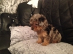 Ogłoszenie - 12-tygodniowe szczenięta yorka. Napisz do nas na WhatsApp: +447490124950. Miniaturka 2
