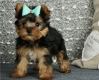 Ogłoszenie - 12-tygodniowe szczenięta yorka. Napisz do nas na WhatsApp: +447490124950. Miniaturka 1