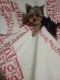 Ogłoszenie - Sprzedam Yorki Terrier 2 pieski i 2suczki. Miniaturka 3