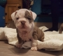 Ogłoszenie - Przepiękne szczenięta buldoga angielskiego. Napisz do nas na WhatsApp: +447490124950. Miniaturka 2