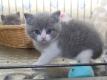Ogłoszenie - Kociak brytyjski krótkowłosy dostępny. Napisz do nas na WhatsApp: +447490124950. Miniaturka 1