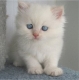 Ogłoszenie - Kocięta perskie na sprzedaż. Napisz do nas na WhatsApp: +447490124950. Miniaturka 2