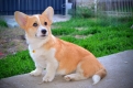 Ogłoszenie - Welsh Corgi Pembroke – Piękne szczenięta. Miniaturka 9