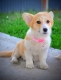 Ogłoszenie - Welsh Corgi Pembroke – Piękne szczenięta. Miniaturka 4