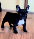 Ogłoszenie - Buldog francuski – szczenięta najwyższej klasy. Miniaturka 3