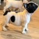 Ogłoszenie - Buldog francuski – szczenięta najwyższej klasy. Miniaturka 9