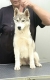 Ogłoszenie - Siberian Husky – suczka szczeniak. Miniaturka 1