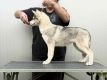 Ogłoszenie - Siberian Husky – suczka szczeniak. Miniaturka 2