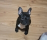 Ogłoszenie - Buldog Francuski – piękne szczenięta. Miniaturka 6