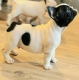 Ogłoszenie - Buldog Francuski – piękne szczenięta. Miniaturka 4