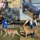 Ogłoszenie - Cane Corso szczenięta. Miniaturka 8
