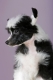Ogłoszenie - Chiński Grzywacz – szczenięta na sprzedaż. Miniaturka 4