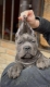 Ogłoszenie - Cane Corso szczenięta. Miniaturka 2