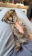 Ogłoszenie - Savannah z małymi kociętami karakalowymi. Miniaturka 1