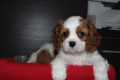 Ogłoszenie - Cavalier King Charles Spaniel szczeniaczki ZKwP po CH.PL.. Miniaturka 5
