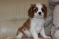 Ogłoszenie - Cavalier King Charles Spaniel szczeniaczki ZKwP po CH.PL.. Miniaturka 7