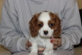 Ogłoszenie - Cavalier King Charles Spaniel szczeniaczki ZKwP po CH.PL.. Miniaturka 4