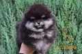 Ogłoszenie - Pomeranian BOO Szczenięta. Miniaturka 5