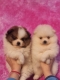 Ogłoszenie - Pomeranian – Piękne szczenięta. Miniaturka 2