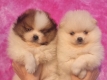 Ogłoszenie - Pomeranian – Piękne szczenięta. Miniaturka 4