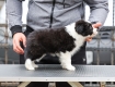 Ogłoszenie - Border Collie – szczenięta. Miniaturka 8