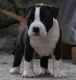 Ogłoszenie - Amerykański staffordshire terrier – piękne szczenięta. Miniaturka 2