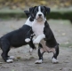 Ogłoszenie - Amerykański staffordshire terrier – piękne szczenięta. Miniaturka 3