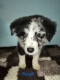 Ogłoszenie - Sprzedam pieski Border collie. Miniaturka 4