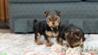 Ogłoszenie - Szczeniaki yorkshire terrier do dobrego domu. Miniaturka 1