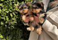 Ogłoszenie - Szczeniaki yorkshire terrier do dobrego domu. Miniaturka 3