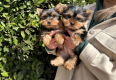 Ogłoszenie - Szczeniaki yorkshire terrier do dobrego domu. Miniaturka 2