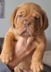 Ogłoszenie - Szczenięta Dogue de Bordeaux. Miniaturka 2