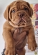 Ogłoszenie - Szczenięta Dogue de Bordeaux. Miniaturka 3