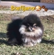 Ogłoszenie - Pomeranian BOO „misie”, szczenięta szpica pomerańskiego. Miniaturka 4