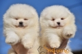Ogłoszenie - Pomeranian BOO „misie”, szczenięta szpica pomerańskiego. Miniaturka 3