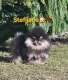 Ogłoszenie - Pomeranian BOO „misie”, szczenięta szpica pomerańskiego. Miniaturka 5